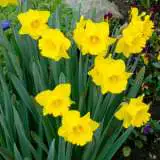 Daffodil Magnifique Pkdafmag 2020 - Garden Express Australia