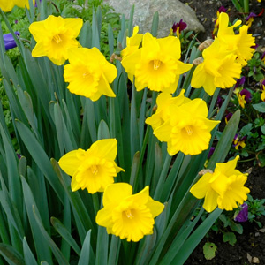 Daffodil Magnifique Pkdafmag 2020 - Garden Express Australia