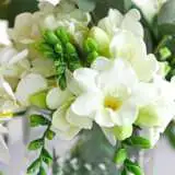 Freesia Corvette Pkfrecor 2020 - Garden Express Australia