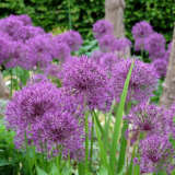 Allium Purple Rain 2 2025 Pkallpra - Garden Express Australia