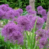 Allium Purple Rain 2 2025 Pkallpra - Garden Express Australia