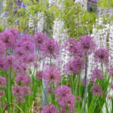 Allium Purple Rain