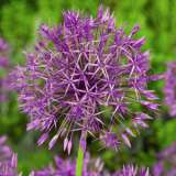 Allium Purple Rain Pkallpra - Garden Express Australia