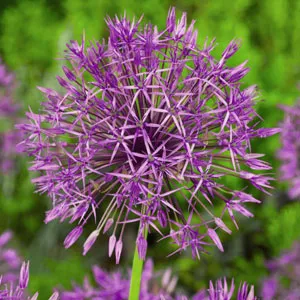 Allium Purple Rain – Pre-Order