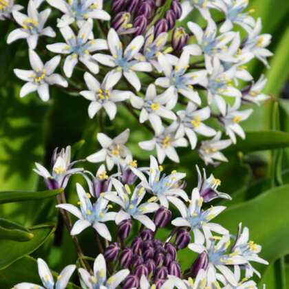 Cuban Lily Web - Garden Express Australia