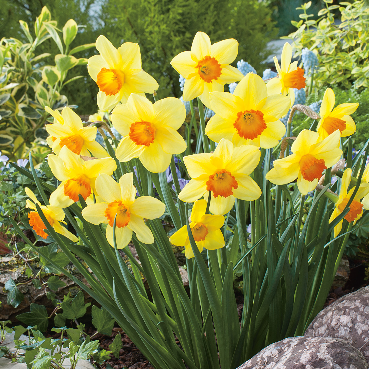 Daffodil Home Fires Daffodil Home Fires