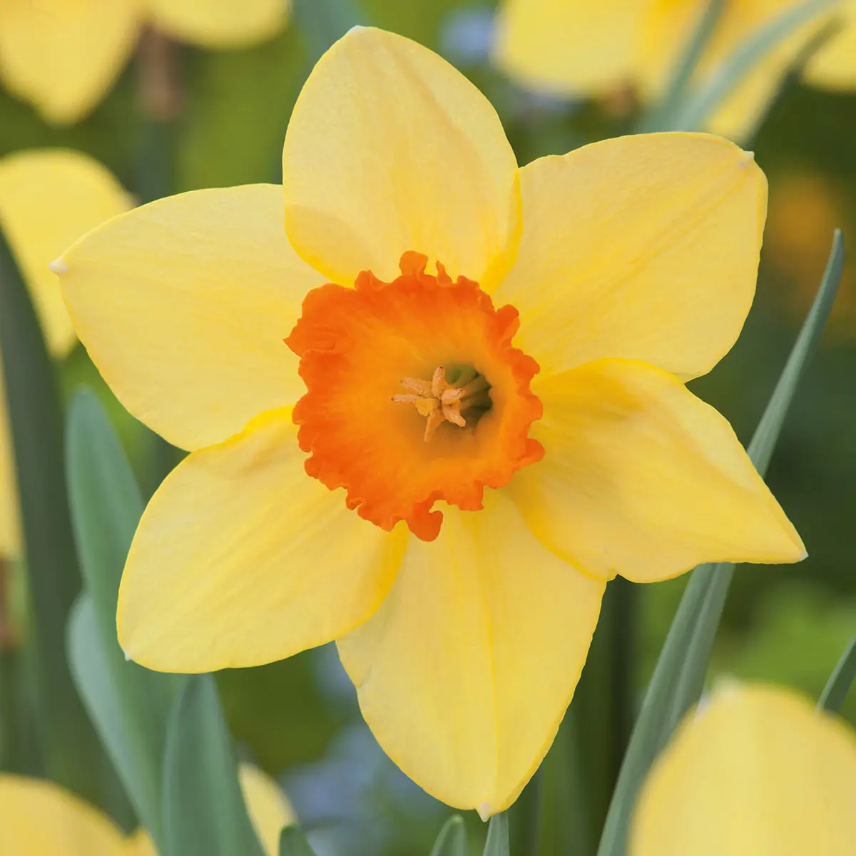 Daffodil Home Fires