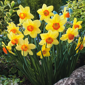 Daffodil Home Fires