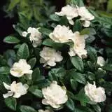 Gardenia Aimee Yoshiba 14 - Garden Express Australia