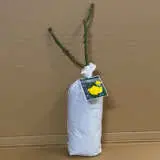 Rose Mabella Rose Mabella