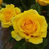 Mabella 2019 Roshmab - Garden Express Australia