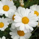 Argyranthemum