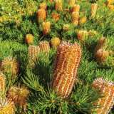 Banksia Stumpy Gold Lpobansgo - Garden Express Australia