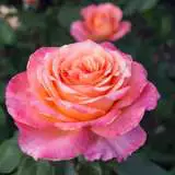 Chicago Peace Roshcpe - Garden Express Australia