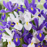 Dutch Iris Blue & White Blend