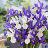 Dutch Iris Blue White Blend Pkdirbwb 2026 - Garden Express Australia