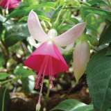Fuchsia Single Basket Collection