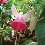 Fuchsia Single Basket Collection Fuchsia Single Basket Collection