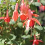 Fuchsia Single Basket Or Pots Collection 2