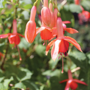 Fuchsia Single Basket Or Pots Collection 2