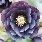 Australia’s Most Popular Winter-flowering Plants Hellebore Double Slate Pplheldsl - Garden Express Australia