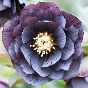 Best flowering plants in winter - Hellebore Double Slate