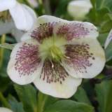 Hellebore Single White Spotted