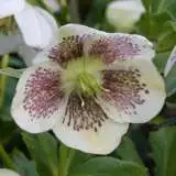 Hellebore Single White Spotted 15 - Garden Express Australia
