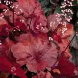 Heuchera Fire Alarm 2018 Lpoheufal - Garden Express Australia