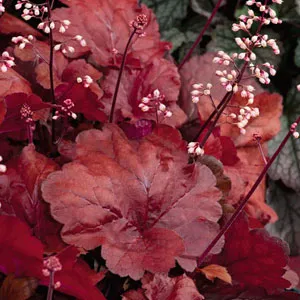 Heuchera Fire Alarm