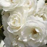 Iceberg Rose Collection 3 Roses