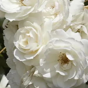 Iceberg Rose Collection 3 Roses Iceberg Rose Collection 3 Roses