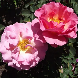 English Shrub Rose Lilian Austin