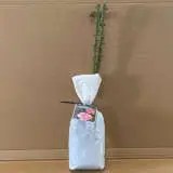 Rose Queen Elizabeth Rose Queen Elizabeth