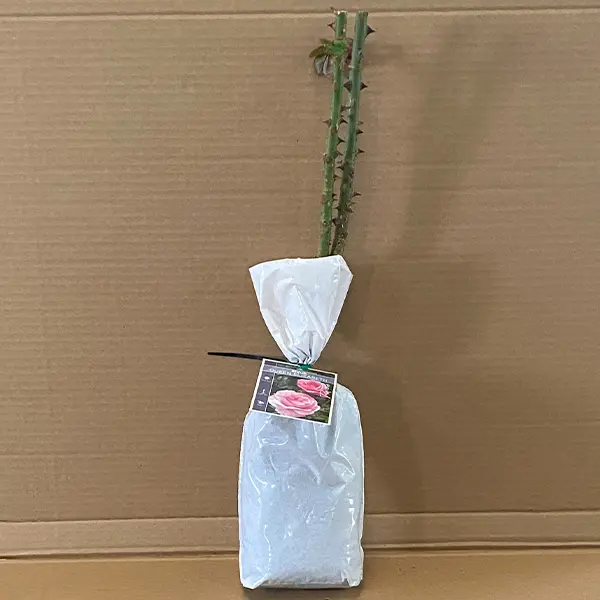 Rose Queen Elizabeth