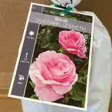 Rose Queen Elizabeth Rose Queen Elizabeth