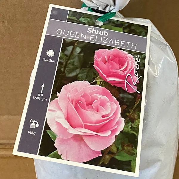 Rose Queen Elizabeth