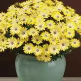 Osteospermum Serenity Lemonade Pplostsle - Garden Express Australia
