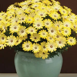 Osteospermum Serenity Lemonade Osteospermum Serenity Lemonade