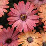 Osteospermum Serenity Rose Magic