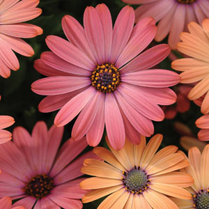 Osteospermum Serenity Rose Magic