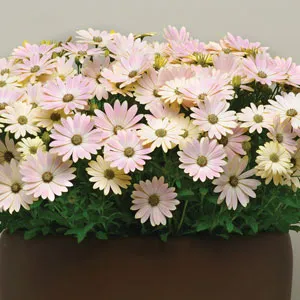 Osteospermum Serenity Spring Day