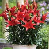 Pot Lilium Blushing Joy Pklilblj - Garden Express Australia