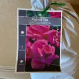 Rose Jacaranda Rose Jacaranda