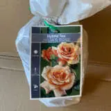 Rose Julias Rose Rose Julias Rose