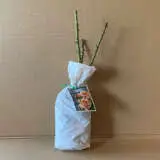 Rose Julias Rose Rose Julias Rose