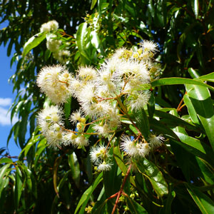 Weeping Lilly Pilly Flower Lpoweelil - Garden Express Australia