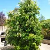 Weeping Lilly Pilly Lpoweelil - Garden Express Australia