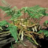 White Rabbits Foot Fern Lpowraff - Garden Express Australia
