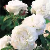 Winchester Cathedral 17 Rosdwca - Garden Express Australia